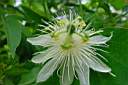 passiflora subpeltata 2.JPG